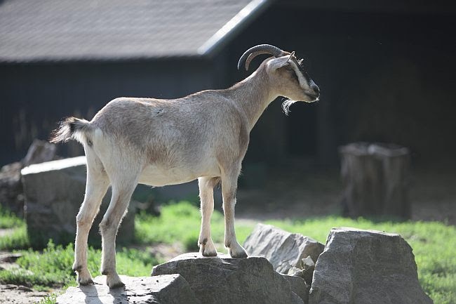 Warszawskie ZOO ma 90 lat