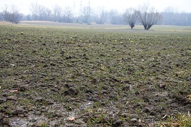 ▲	Sucha i mroźna zima zniszczyła większość upraw. Śnieżna kołdra, której zadaniem jest utrzymać ciepło i chronić rośliny przed mrozem, została odkryta na długie miesiące.