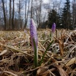 Fioletowe kwiaty na podhalańskich polanach 