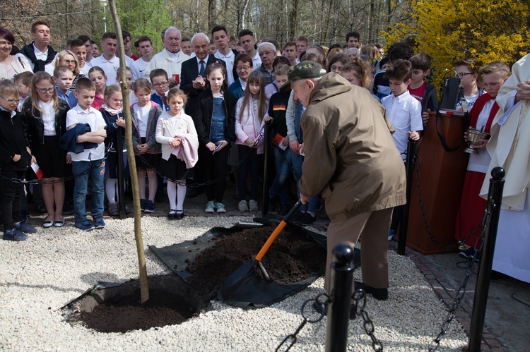 Dąb Niepodległości 