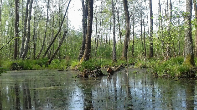 Poleski Park Narodowy