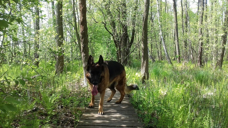 Poleski Park Narodowy