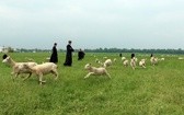 Pasterze posłani do owiec 