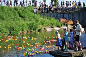 Prawie dwa tysiące kaczek popłynęło Bystrzycą w wyjątkowym wyścigu