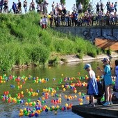 Prawie dwa tysiące kaczek popłynęło Bystrzycą w wyjątkowym wyścigu