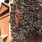 Odbudowa pszczelej rodziny to ogrom pracy. Pamiętajmy, by chronić te pożyteczne owady.