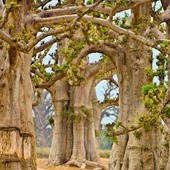 Baobabów, które mają ponad 500 lat, jest na całym Czarnym Lądzie od 60 do 70. Na zdjęciu te z zachodniego Senegalu.