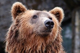 "SE": Niedźwiedź grasuje pod Augustowem