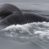 Martwy wieloryb wyrzucony przez morze na Mierzei Wiślanej
