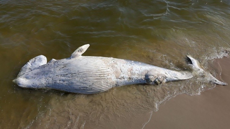 Wieloryb znaleziony na brzegu morskim na Mierzei Wiślanej