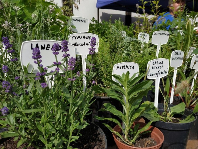 Tradycja oparta na naturze