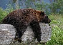 Nie będzie odstrzału niedźwiedzi grizzly w parku Yellowstone