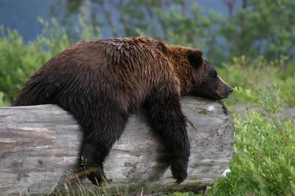 Nie będzie odstrzału niedźwiedzi grizzly w parku Yellowstone