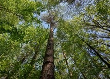 Las ma zostać wycięty - policja zabezpiecza teren przed ekologami
