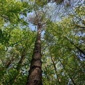 Las ma zostać wycięty - policja zabezpiecza teren przed ekologami