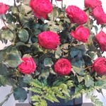 Święto Róży w Kutnie