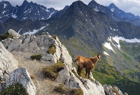 Blisko 1,5 tys. kozic w Tatrach