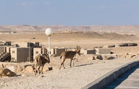 W czasach biblijnych w święto Jom Kippur przyprowadzano do świątyni dwa kozły