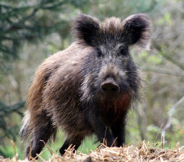 Rekordowy odstrzał dzików - jak to się robi w Niemczech