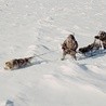 Nanook (Michaił Aprosimov) i Sedna (Feodosia Ivanova) żyją na pokrytym śniegiem pustkowiu. Ta bezbrzeżna przestrzeń jest dla nich całym światem.