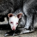 Biały kangur i czerwone oczy