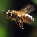 Pszczoła gigant
