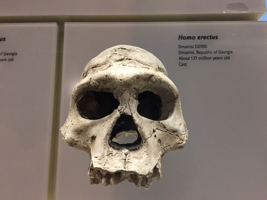 Polscy archeolodzy odkryli nieznaną drogę migracji homo erectus z Afryki