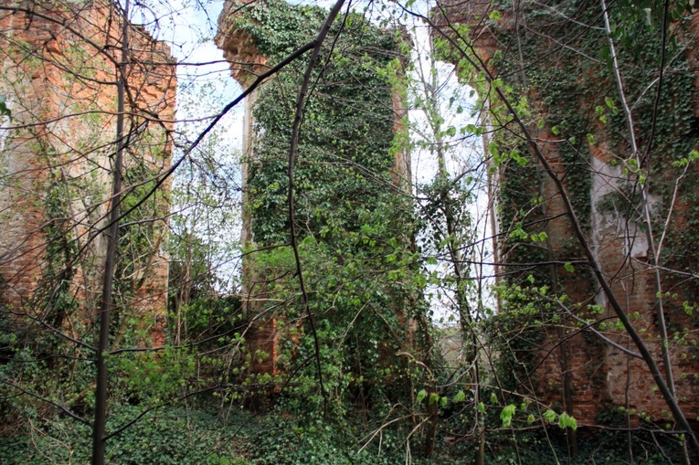 Rozumice: las i ruiny kościoła ewangelickiego