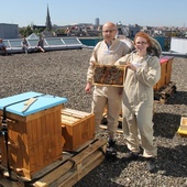 Badania pszczół z Katowic. UŚ ma pierwsze wnioski
