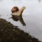 Na świecie istnieje kilkadziesiąt tysięcy gatunków ślimaków.