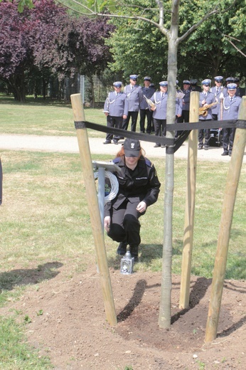 Policyjne Dęby Pamięci w Legnicy