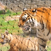 90 lat krakowskiego zoo