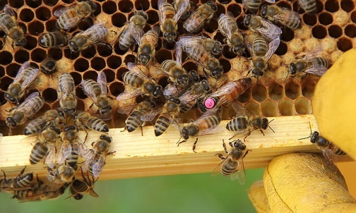 Hotelik dla pszczół