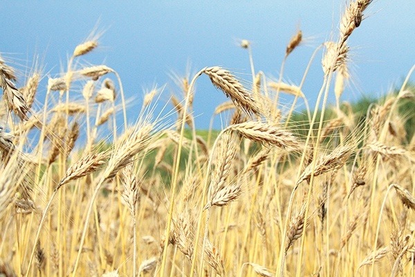 ▲	W przypadku zbóż wszystko zależy od warunków pogodowych jesienią i wczesną wiosną.