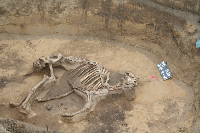 Ślady prehistorii w Wilczycach