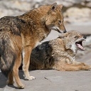 Szakal jest ciekawą mieszanką. Ma ciało średniej wielkości psa lub wilka, a pysk jest bardzo podobny do pyska lisa