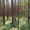 Zmiany klimatyczne spowodują, że w naszych lasach będzie mniej m.in. sosen i świerków, a więcej buków, jesionów, dębów.