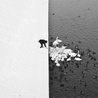 A Man Feeding Swans in the Snow - 1.