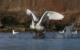 Łabędź wzbijający się do lotu