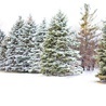 Aplikacja do wyszukiwania choinek pomoże Estończykom znaleźć własne drzewko
