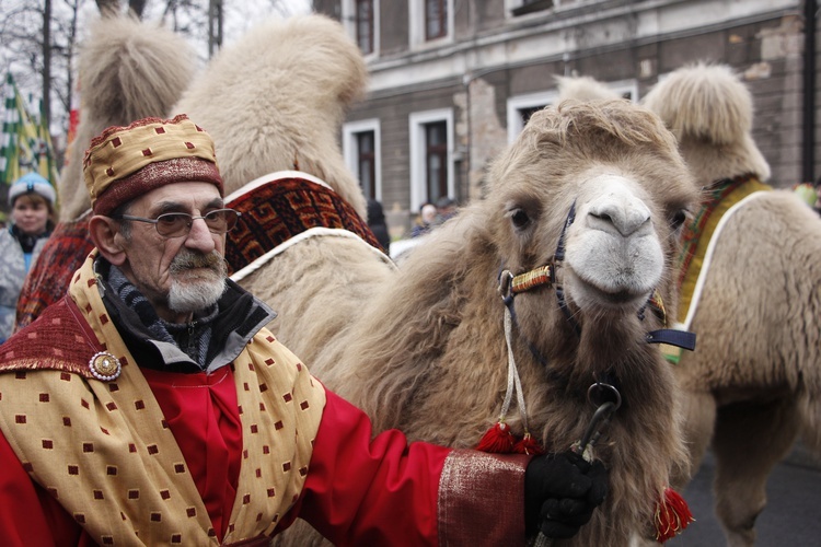 Wielbłądy Stefan i Nel dumnie prezentowały się w Orszaku. Grzecznie i dostojnie wędrowały wraz ze swoimi opiekunami.
