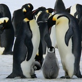 Sztuczna inteligencja pomoże chronić pingwiny przez wyginięciem