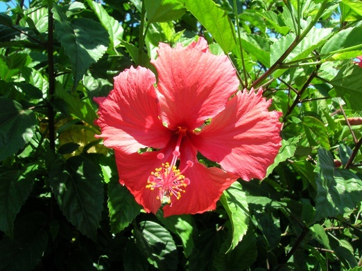 Kwiat hibiskusa