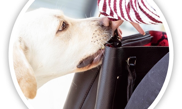 Pies asystujący potrafi wyciągnąć potrzebną rzecz z torebki i podać właścicielce.