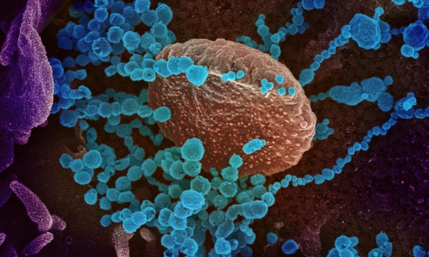 WHO: Nadeszła decydująca chwila w epidemii koronawirusa