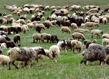 W tym roku wokół bacówek w tym rejonie Polski i Beskidzie Niskim będzie paść się blisko 5 tys. owiec. 
19.04.2020 Lutowiska