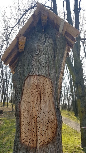 Sandomierz. Pszczoła murarka w parku Piszczele 