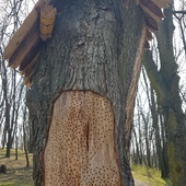 Sandomierz. Pszczoła murarka w parku Piszczele 