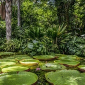 Biskupi organizują kampanię „Amazonia cię potrzebuje!”