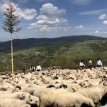 Mieszanie owiec u bacy Piotra Kohuta w Koniakowie - 2020